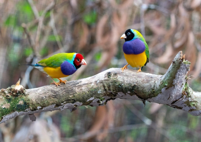 Color Inspiration From Our Feathered Friends