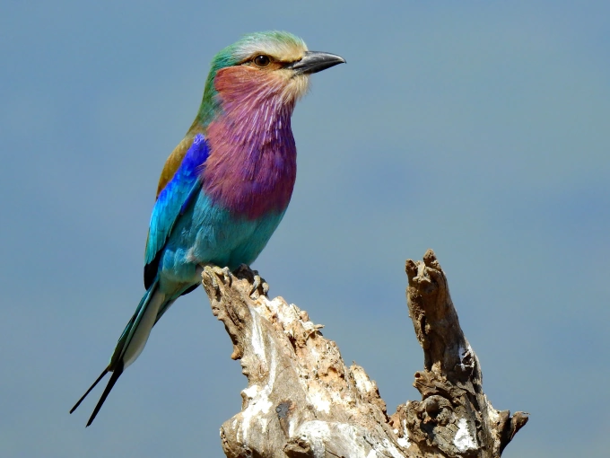 Color Inspiration From Our Feathered Friends