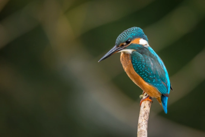 Color Inspiration From Our Feathered Friends