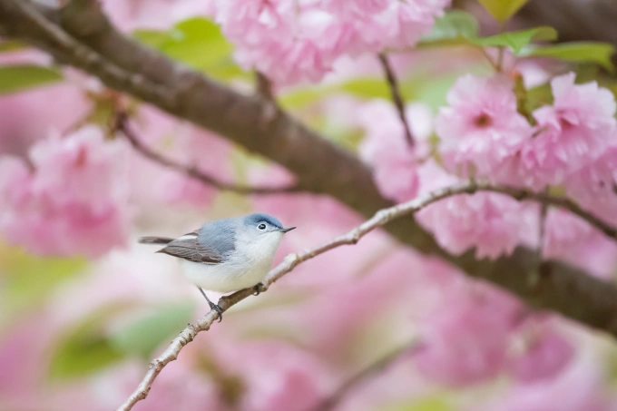 Color Inspiration From Our Feathered Friends