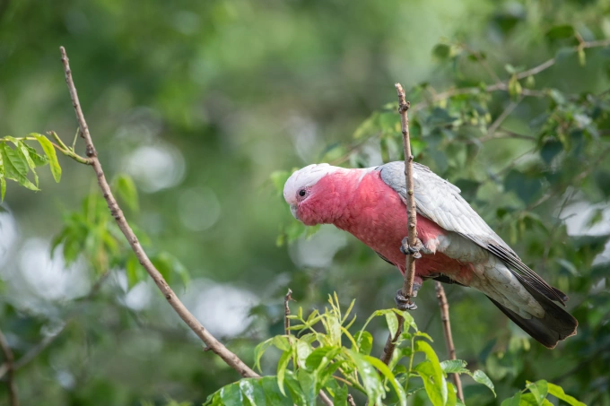 Color Inspiration From Our Feathered Friends