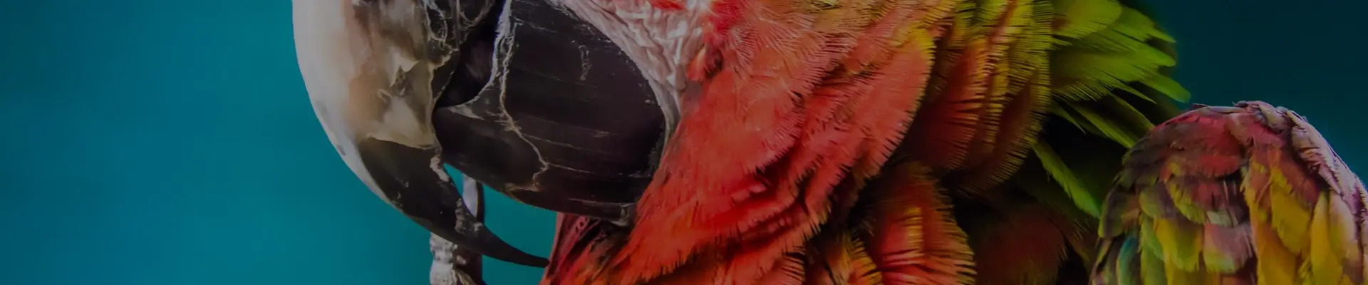 Color Inspiration From Our Feathered Friends