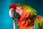 Color Inspiration From Our Feathered Friends