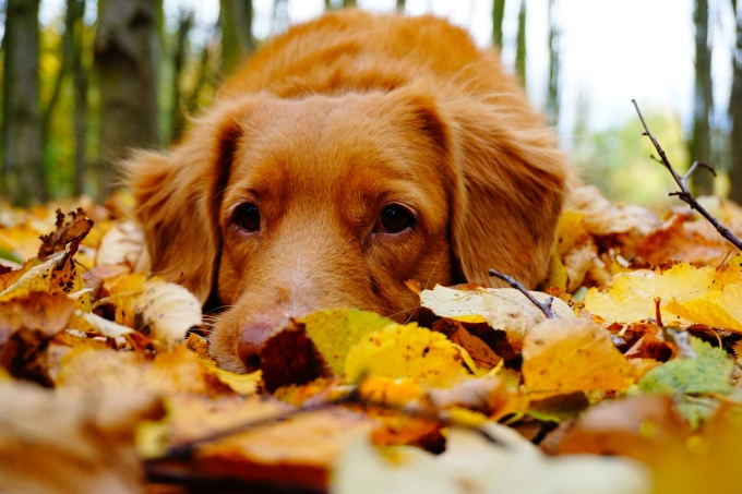 5 Tips for Decorating for Autumn