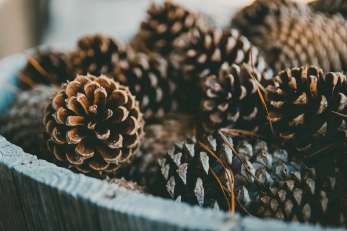5 Tips for Decorating for Autumn