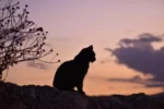 I'm a Cat and It's My Home Too!