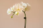 Flower-Gifting Ideas for a Dinner Party