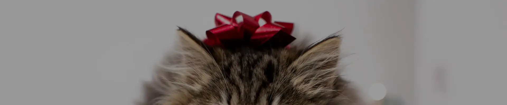 I'm a Cat and Everything Belongs to Me