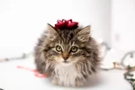 I'm a Cat and Everything Belongs to Me