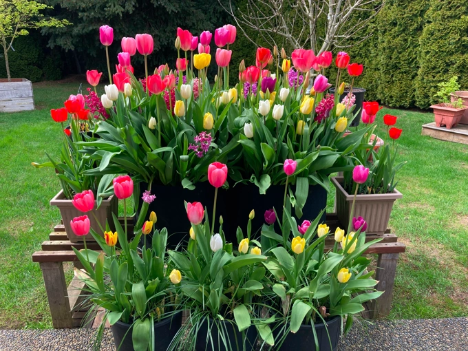 Growing Your Own Flowers for Cutting