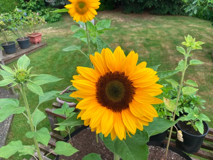Growing Your Own Flowers for Cutting