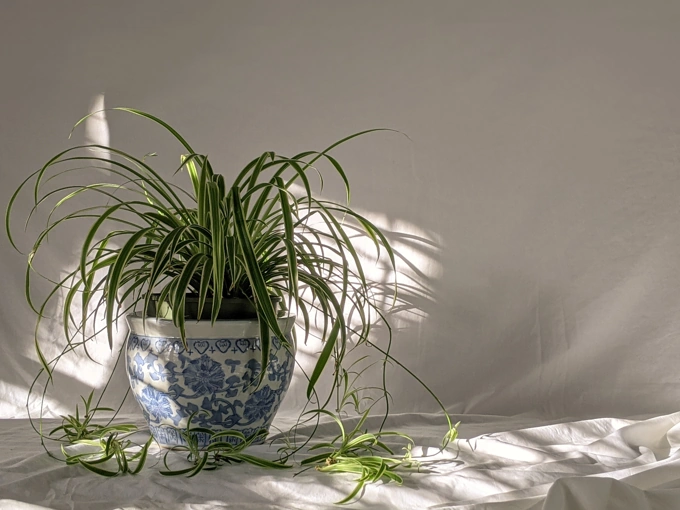 Indoor Plants That Are Not Toxic to Cats