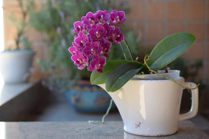 Indoor Plants That Are Not Toxic to Cats