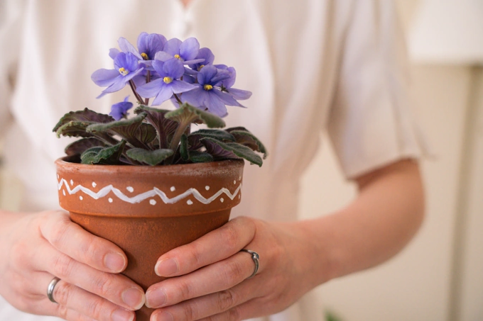 Indoor Plants That Are Not Toxic to Cats