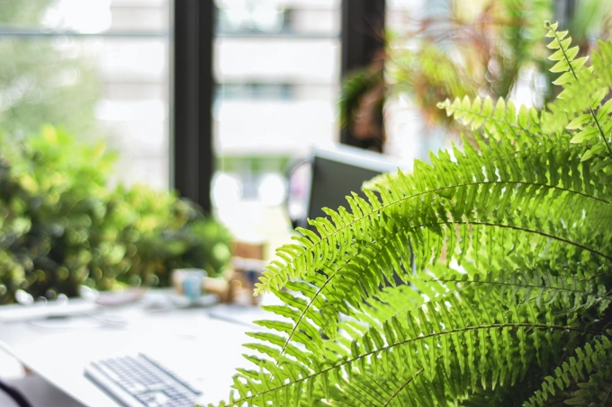 Indoor Plants That Are Not Toxic to Cats