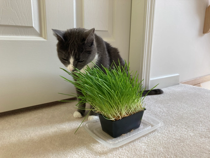 Indoor Plants That Are Not Toxic to Cats