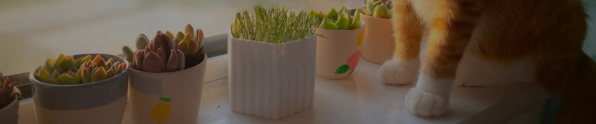 Indoor Plants That Are Not Toxic to Cats