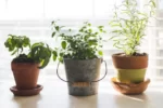 4 Herbs to Try Growing Indoors