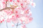 Possibly the Most Beautiful Flower Cafe in Tokyo