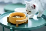 Ceramic Cat Dishes: Pros, Cons, and Raised Feeders